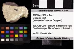 Foto (Objket + Etiketten) von Decapoda indet. 